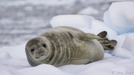 HDS26-19, DAY 06, Weddell Seal - Oceanwide Expeditions.jpg