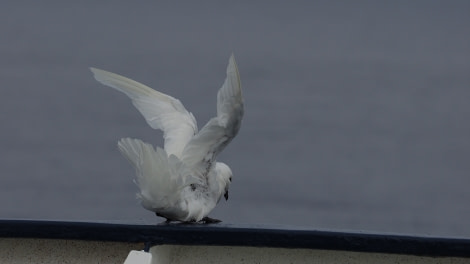 OTL27-20, 2020-02-07 (c) Christian Engelke P2061419 Snow petrel -Oceanwide Expeditions.JPG