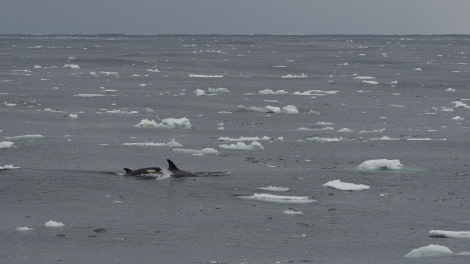 OTL27-20, 2020-02-03 (c) Christian Engelke P2020321 Wood Bay -Oceanwide Expeditions.JPG