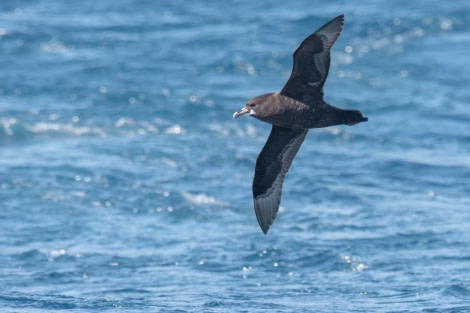 HDS27a-20, DAY 10 whitechinnedpetrelmeikesjoer - Oceanwide Expeditions.jpg