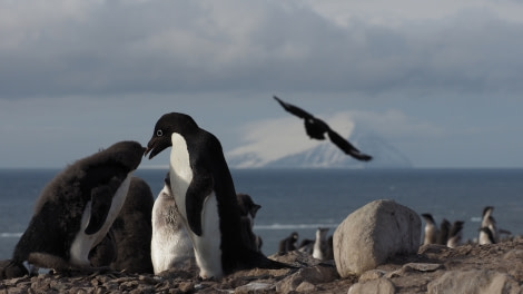 OTL27-20, 2020-02-01 (c) Christian Engelke P2010131 Cape Bird -Oceanwide Expeditions.JPG