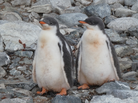 PLA29-20, Day 06, Cuverville, Stoney Point, P1020942 -Oceanwide Expeditions.JPG