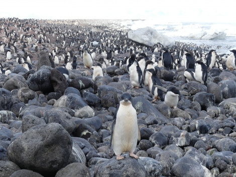 OTL27-20, Cape Adare, Adelie penguins, Victoria Salem -Oceanwide Expeditions.JPG