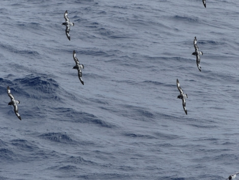 OTL27-20, Cape petrels Victoria Salem -Oceanwide Expeditions.JPG