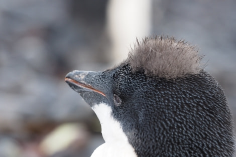 OTL27-20, 2020-02-05 (c) Christian Engelke P2040932 Cape Adare -Oceanwide Expeditions.JPG