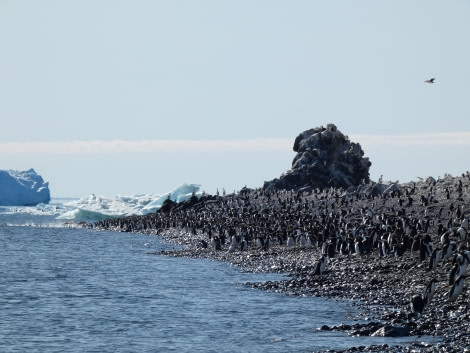 PLA29-20, Day 04, Paulet, Brown Bluff P1020858 -Oceanwide Expeditions.JPG