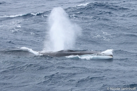 PLA28-20, DAY 06, 20200124-NJ-Finwhale -Oceanwide Expeditions.jpg