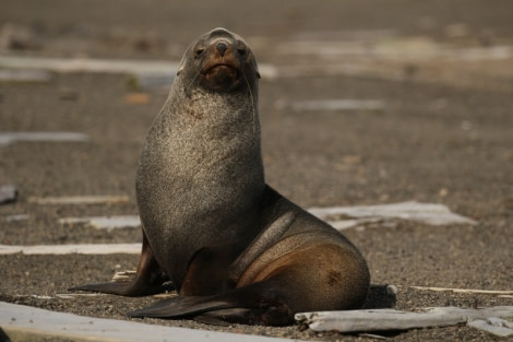 PLA29-20, Day 08, Whalers Bay, Half Moon Island, D8_RegisPerdriat (6) -Oceanwide Expeditions.jpg