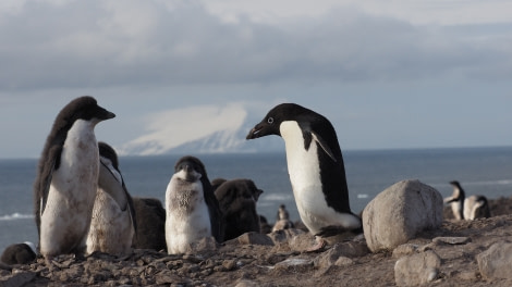 OTL27-20, 2020-02-01 (c) Christian Engelke P2010111 Cape Bird -Oceanwide Expeditions.JPG