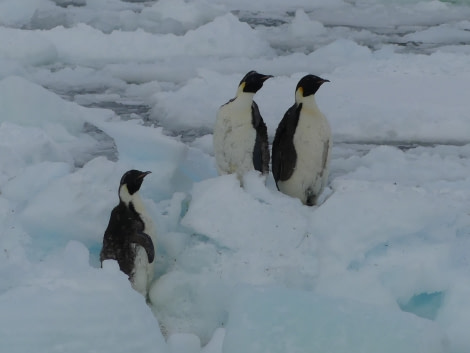 OTL27-20, Three Emperor penguins, Victoria Salem -Oceanwide Expeditions.JPG