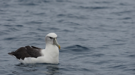 OTL27-20, 2020-02-14 (c) Christian Engelke P2131845 The Snares -Oceanwide Expeditions.JPG