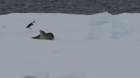 OTL27-20, 2020-01-26 (c) Christian Engelke P1261166 Bay of Whales -Oceanwide Expeditions.JPG