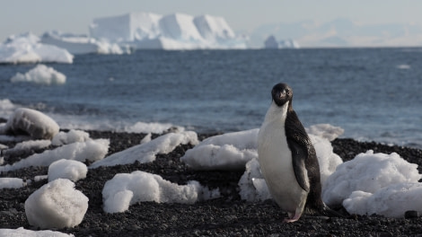 OTL27-20, 2020-02-01 (c) Christian Engelke P2010232 Cape Bird -Oceanwide Expeditions.JPG