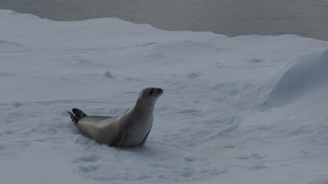 OTL27-20, 2020-01-24 (c) Christian Engelke P1250689 Amundsen Sea -Oceanwide Expeditions.JPG