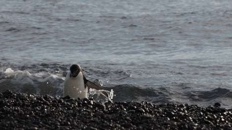 OTL27-20, 2020-02-01 (c) Christian Engelke P2010209 Cape Bird -Oceanwide Expeditions.JPG