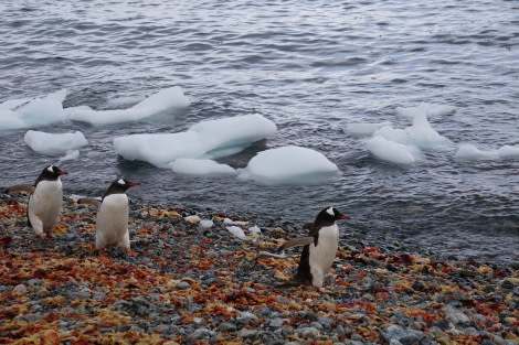 PLA29-20, Day 06, Cuverville, Stoney Point, Day6_Liller_Steffi_cuverville_gentoobeach -Oceanwide Expeditions.JPG