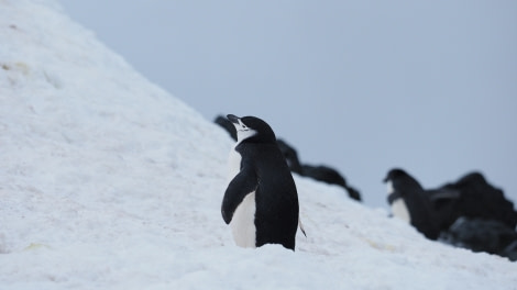 OTL27-20, 2020-02-08 (c) Christian Engelke P2071442 Balleny Islands -Oceanwide Expeditions.JPG