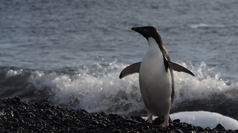 OTL27-20, 2020-02-01 (c) Christian Engelke P2010213 Cape Bird -Oceanwide Expeditions.JPG