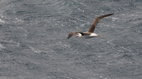 OTL27-20, 2020-02-12 (c) Christian Engelke P2121677 Campbell Island -Oceanwide Expeditions.JPG