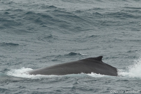 PLA28-20, DAY 06, 20200124-NJ-Humpback -Oceanwide Expeditions.jpg