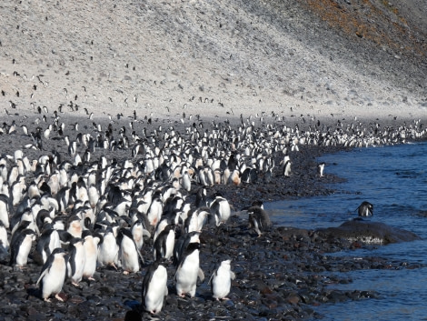 PLA29-20, Day 04, Paulet, Brown Bluff P1020823 -Oceanwide Expeditions.JPG