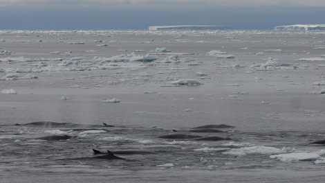 OTL27-20, 2020-02-06 (c) Christian Engelke P2061385 Minke Whales -Oceanwide Expeditions.JPG