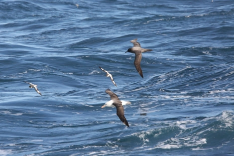 PLA28-20, DAY 17, Drake -Oceanwide Expeditions.jpg