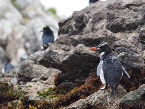 OTL27-20, 2020-02-14 (c) Christian Engelke P2131857 The Snares -Oceanwide Expeditions.JPG