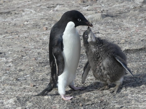 OTL27-20, Cape Adare, Hungry chick, Victoria Salem -Oceanwide Expeditions.JPG