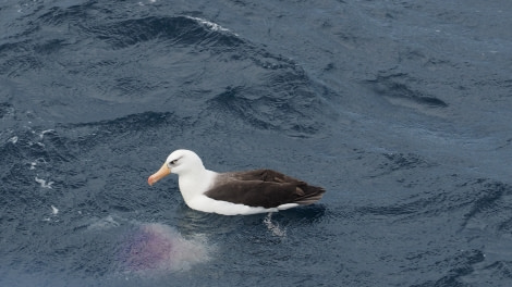 OTL27-20, 2020-02-12 (c) Christian Engelke P2121663 Campbell Island -Oceanwide Expeditions.JPG