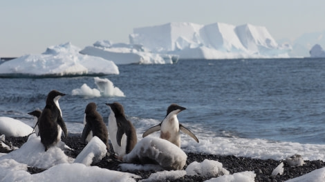 OTL27-20, 2020-02-01 (c) Christian Engelke P2010205 Cape Bird -Oceanwide Expeditions.JPG