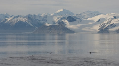 OTL27-20, 2020-02-05 (c) Christian Engelke P2040771 Robertson Bay - Minke Whales -Oceanwide Expeditions.JPG