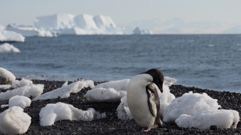 OTL27-20, 2020-02-01 (c) Christian Engelke P2010234 Cape Bird -Oceanwide Expeditions.JPG