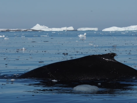 OTL27-20, 2020-01-17 (c) Christian Engelke P1170078 Vernadsky -Oceanwide Expeditions.JPG