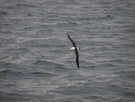 OTL27-20, 2020-01-15 (c) Christian Engelke P1150007 Off Cape Horn -Oceanwide Expeditions.JPG