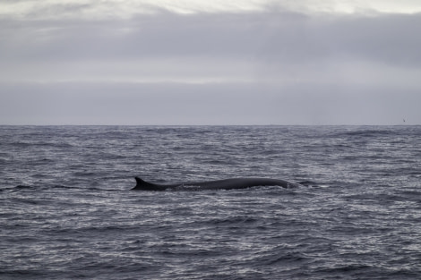 PLA28-20, DAY 13, IMG_0314~photo -Oceanwide Expeditions.jpg