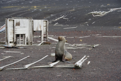 PLA29-20, Day 08, Whalers Bay, Half Moon Island, D8 helene (3) -Oceanwide Expeditions.JPG