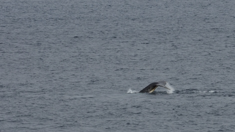 OTL27-20, 2020-02-07 (c) Christian Engelke P2071428 at sea towards Balleny -Oceanwide Expeditions.JPG