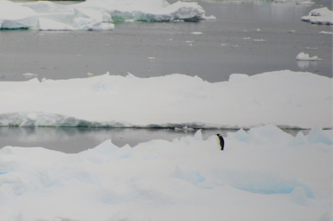 OTL27-20, 20200125-Gary Miller-Ross Sea Pack Ice-Emperor penguin -Oceanwide Expeditions (1).jpg