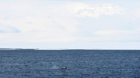 OTL27-20, 2020-01-31 (c) Christian Engelke P1312036 Orca with Mt Erebus -Oceanwide Expeditions.JPG