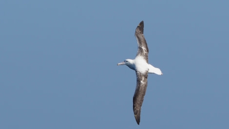 HDS27a-20, DAY 10 southernroyalalbatrossmeike - Oceanwide Expeditions.jpg