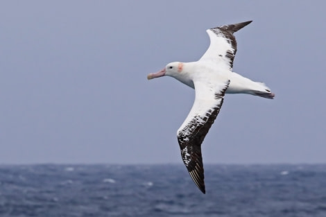 HDS27a-20, DAY 09 wanderingalbatrossmeikesjoer - Oceanwide Expeditions.jpg