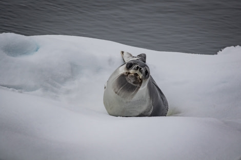 HDS29-20, DAY 04, 08 FEB pippalow-4050-2 - Oceanwide Expeditions.jpg