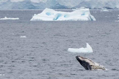 HDS30-20, DAY 06, 20 FEB A46I7079-2-DanielHoehne - Oceanwide Expeditions.jpg