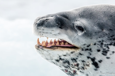 HDS30-20, DAY 04, 18 FEB Leopoard Seal Teeth - Oceanwide Expeditions.jpg