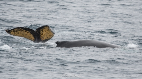 HDS29-20, DAY 06, 10 FEB Humpback Whales 10.02.2020 - Oceanwide Expeditions.jpg