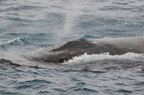 HDS29-20, DAY 06, 10 FEB pippalow-4425 - Oceanwide Expeditions.jpg