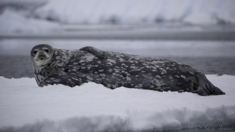 HDS29-20, DAY 04, 08 FEB Weddell Seal 1 - Oceanwide Expeditions.jpg