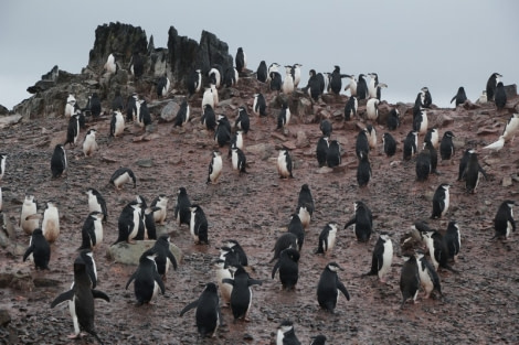 PLA29-20, Day 08, Whalers Bay, Half Moon Island, D8_RegisPerdriat (22) -Oceanwide Expeditions.jpg