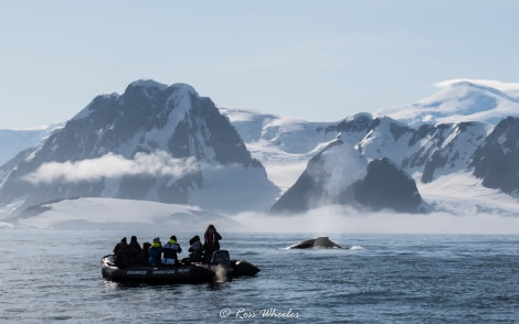 Humpback whale from the Zodiac, Antarctica © Ross Wheeler - Oceanwide Expeditions.jpg